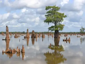 McGee's Louisiana Swamp & Airboat Tours