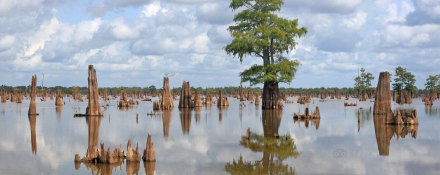 McGee's Louisiana Swamp & Airboat Tours