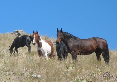 Wild Horse Island State Park