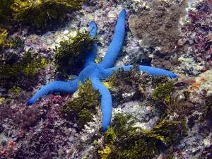 The Scuba Duka Diving Centre - Scuba Diving Diani Beach