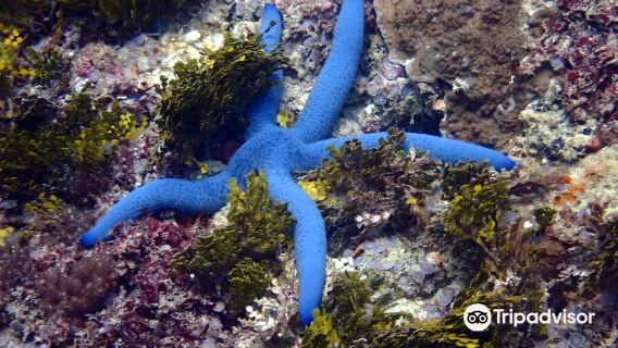 The Scuba Duka Diving Centre - Scuba Diving Diani Beach