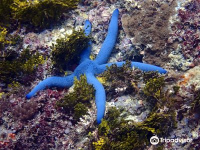The Scuba Duka Diving Centre - Scuba Diving Diani Beach