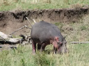 Ol Pejeta Conservancy