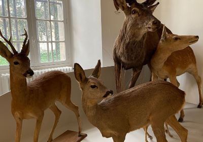 Musée Saint-Loup (Beaux-Arts et archéologie, Muséum d'histoire naturelle)