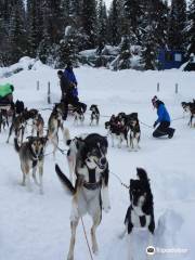 Laxforsen Sleddog