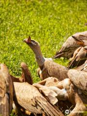 Parc Animalier des Pyrénées