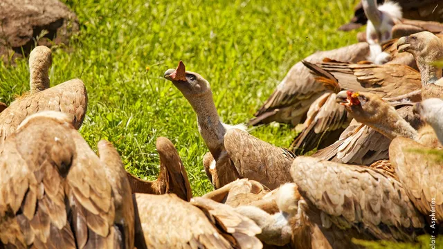 Animal Park of the Pyrenees