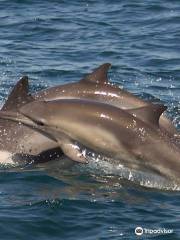 Redondo Beach Whale Watch