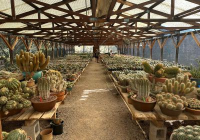 B & B Cactus Farm