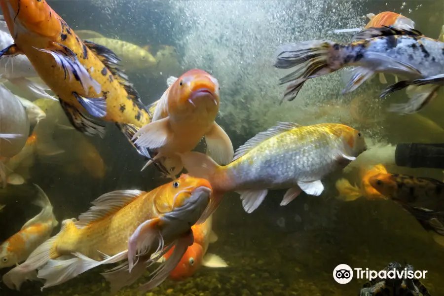 Austin Aquarium