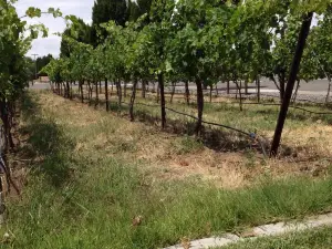 Yakima Valley Vintners - Teaching Winery