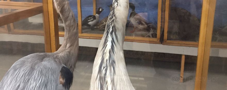 Southern Vermont Natural History Museum