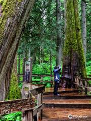 Giant Cedars Boardwalk Trail