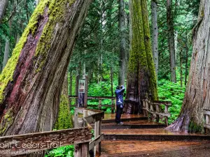 Giant Cedars Boardwalk Trail