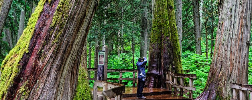 Giant Cedars Boardwalk Trail