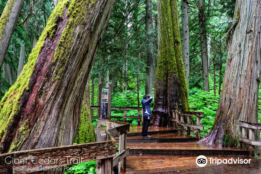 Giant Cedars Boardwalk Trail