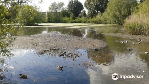 Saintbridge Balancing Pond