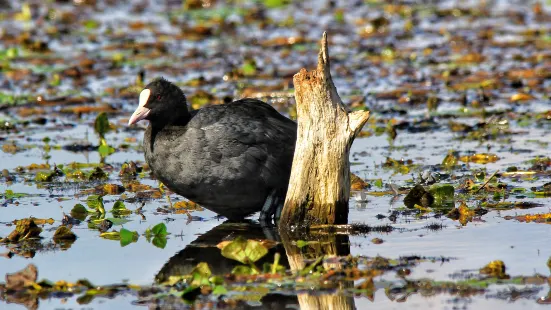 Lake Skadar