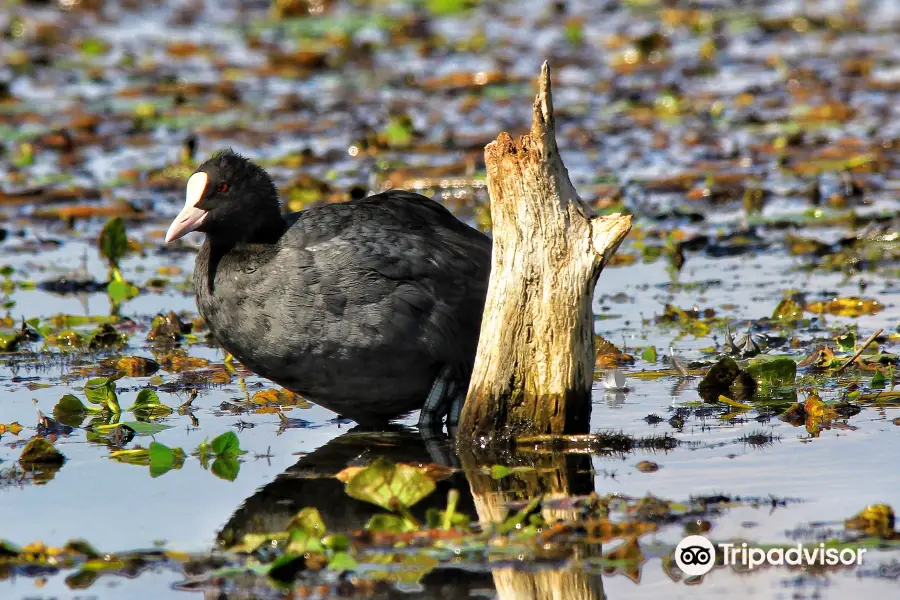 Lake Skadar