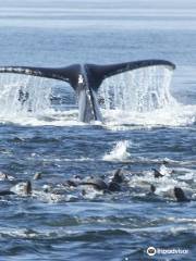 Stagnaro Sport Fishing Charters & Whale Watching Cruises