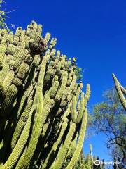 Cactus Sanctuary