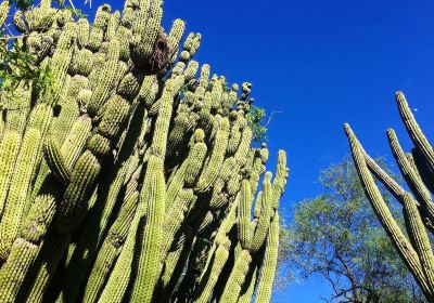 Cactus Sanctuary