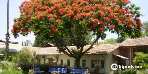 德加尼亞阿列夫