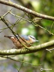 RSPB Chapel Wood