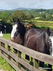 Home of Rest for Old Horses