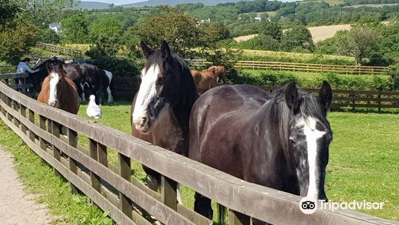 Home of Rest for Old Horses