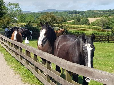 Home of Rest for Old Horses