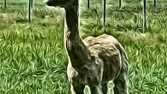 Carrageen Suri Alpacas