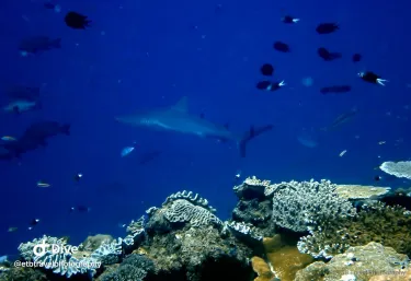 Shark Point