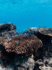 Three Islands Whale Shark Dive