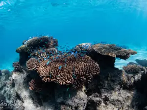 3 Islands Whale Shark Dive