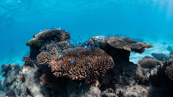 Three Islands Whale Shark Dive