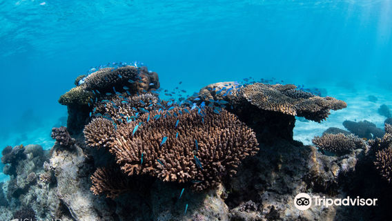 Three Islands Whale Shark Dive