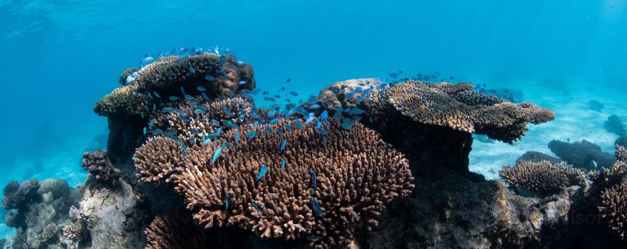 Three Islands Whale Shark Dive