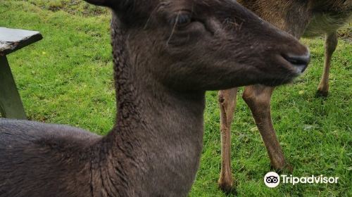 South West Deer Rescue