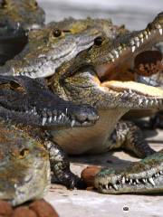 Crocodile Farm's Hummingbird Antigua