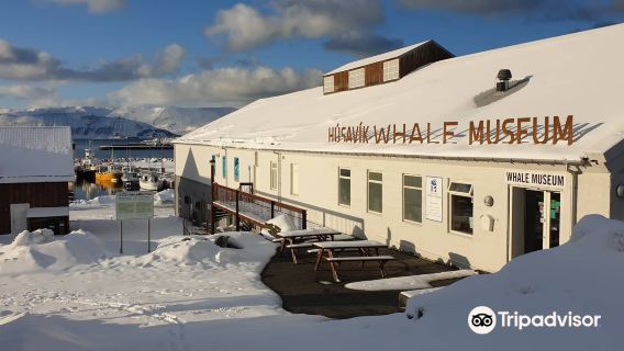 Húsavík Whale Museum