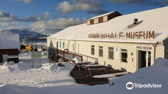Húsavík Whale Museum