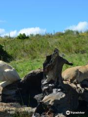 Zorgfontein Game Farm