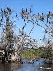 Airboats & Alligators