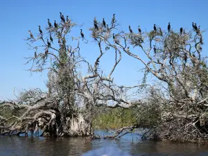 Airboats & Alligators