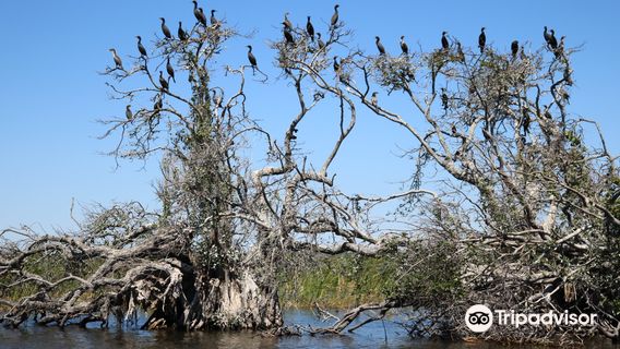 Airboats & Alligators