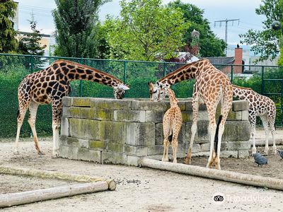 Knie's Kinderzoo