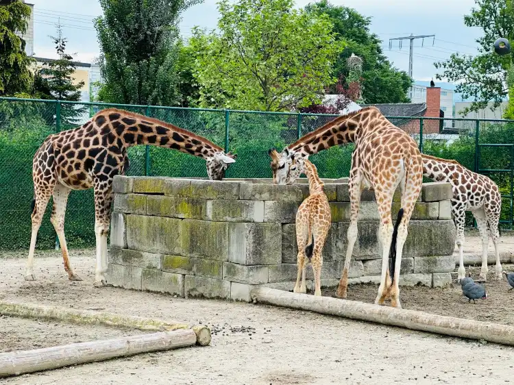 فنادق في Rapperswil-Jona
