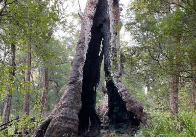 Giant Tingle Tree