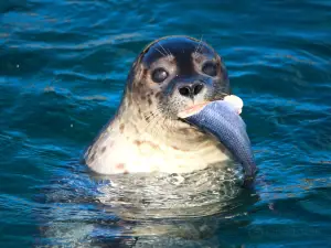 Nordsee Oceanarium